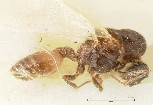 Crematogaster nigriceps specimen FOCOL1464 image focol1464_3
