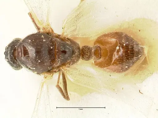 Crematogaster nigriceps specimen FOCOL1465 image focol1465_1