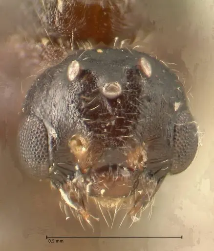 Crematogaster nigriceps specimen FOCOL1465 image focol1465_2