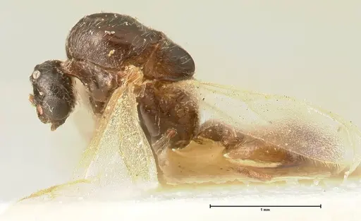 Crematogaster nigriceps specimen FOCOL1465 image focol1465_3