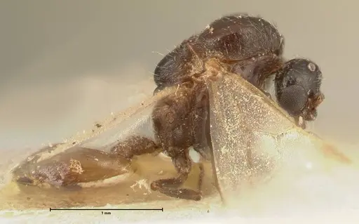 Crematogaster nigriceps specimen FOCOL1465 image focol1465_4