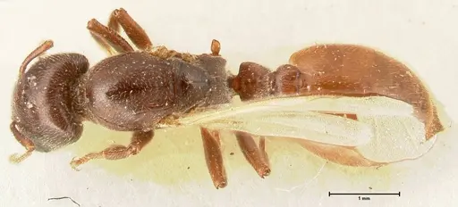 Crematogaster nigriceps specimen FOCOL1466 image focol1466_1