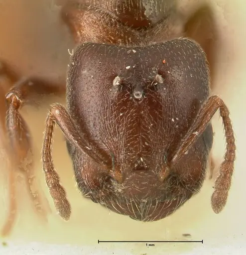 Crematogaster nigriceps specimen FOCOL1466 image focol1466_2