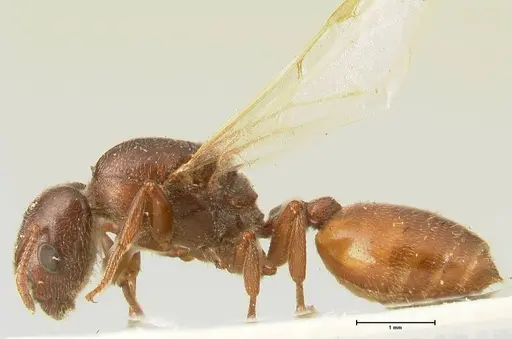 Crematogaster nigriceps specimen FOCOL1466 image focol1466_3