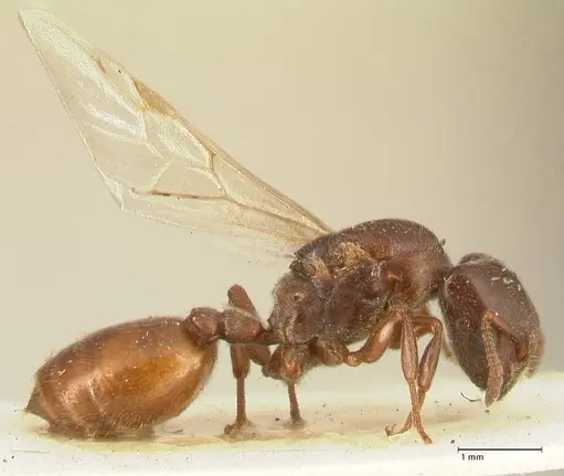 Crematogaster nigriceps specimen FOCOL1466 image focol1466_4