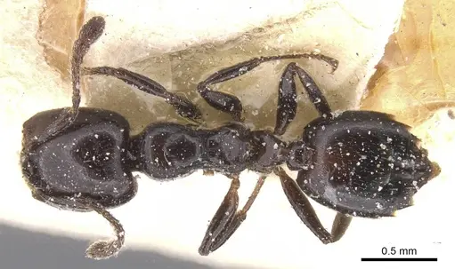 Crematogaster nigronitens specimen CASENT0912707 image casent0912707_1