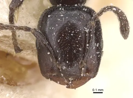 Crematogaster nigronitens specimen CASENT0912707 image casent0912707_2
