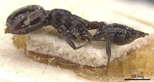 Crematogaster nigronitens specimen CASENT0912707 image casent0912707_3