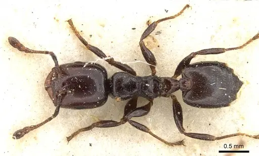 Crematogaster nigronitens specimen CASENT0914193 image casent0914193_1