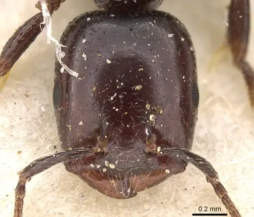 Crematogaster nigronitens specimen CASENT0914193 image casent0914193_2