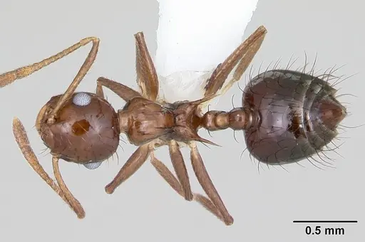 Crematogaster nigropilosa specimen CASENT0173945 image casent0173945_1