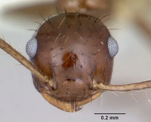 Crematogaster nigropilosa specimen CASENT0173945 image casent0173945_2