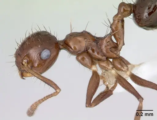 Crematogaster nigropilosa specimen CASENT0173945 image casent0173945_3