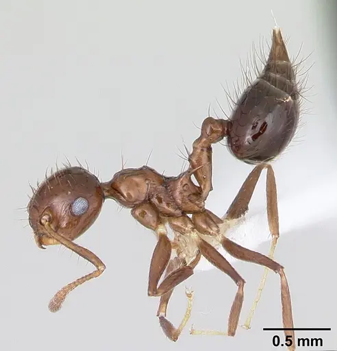 Crematogaster nigropilosa specimen CASENT0173945 image casent0173945_4
