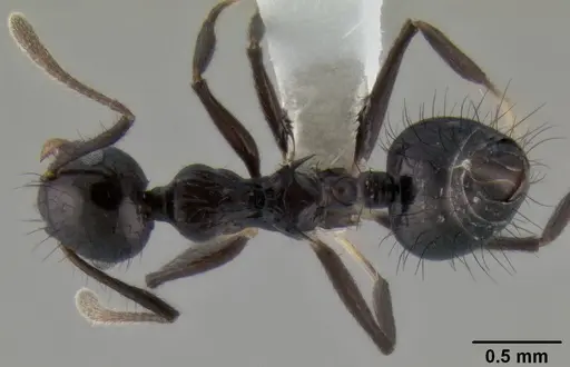 Crematogaster nigropilosa specimen CASENT0193769 image casent0193769_1