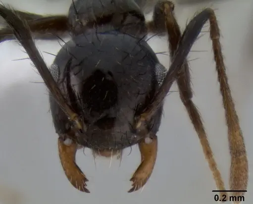 Crematogaster nigropilosa specimen CASENT0193769 image casent0193769_2