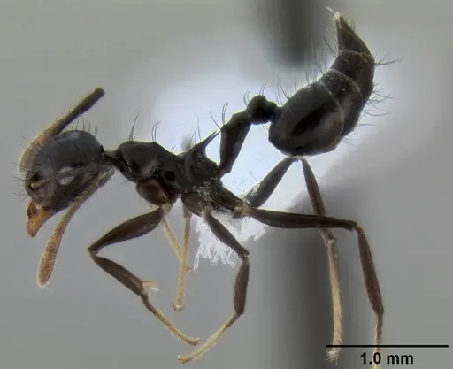 Crematogaster nigropilosa specimen CASENT0193769 image casent0193769_3