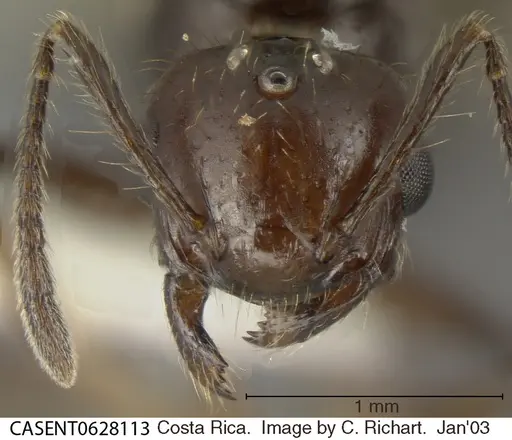 Crematogaster nigropilosa specimen CASENT0628113 image casent0628113_1