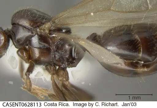 Crematogaster nigropilosa specimen CASENT0628113 image casent0628113_2