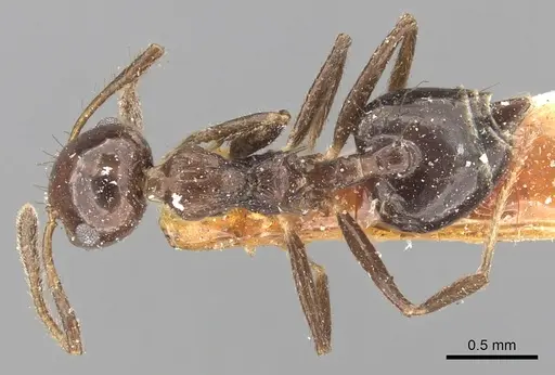 Crematogaster nigropilosa specimen CASENT0902154 image casent0902154_1