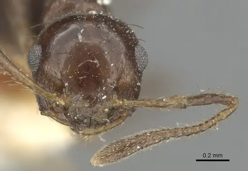 Crematogaster nigropilosa specimen CASENT0902154 image casent0902154_2