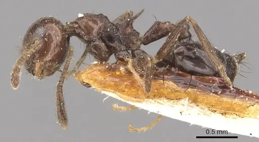 Crematogaster nigropilosa specimen CASENT0902154 image casent0902154_3