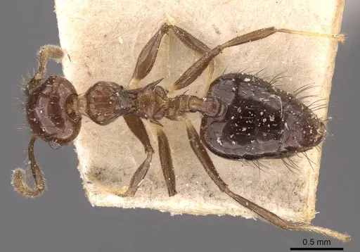 Crematogaster nigropilosa specimen CASENT0908441 image casent0908441_1