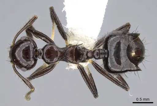 Crematogaster nigropilosa specimen CASENT0914575 image casent0914575_1