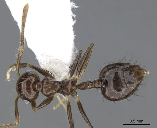 Crematogaster nigropilosa specimen CASENT0914576 image casent0914576_1