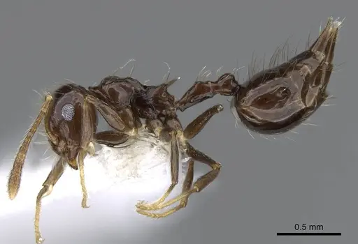 Crematogaster nigropilosa specimen CASENT0914576 image casent0914576_3