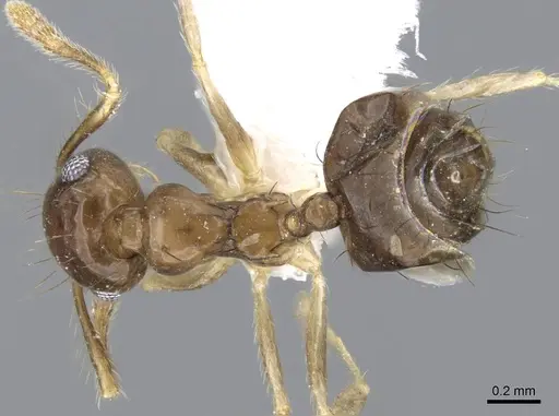 Crematogaster nigropilosa specimen CASENT0914577 image casent0914577_1