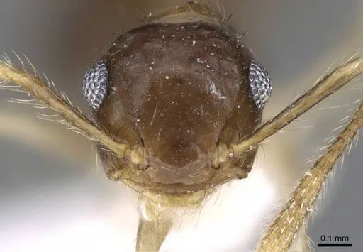 Crematogaster nigropilosa specimen CASENT0914577 image casent0914577_2