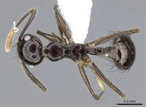 Crematogaster nigropilosa specimen CASENT0914578 image casent0914578_1