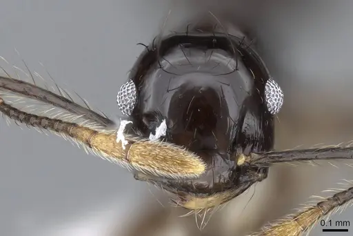 Crematogaster nigropilosa specimen CASENT0914578 image casent0914578_2