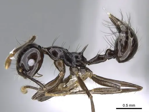 Crematogaster nigropilosa specimen CASENT0914578 image casent0914578_3