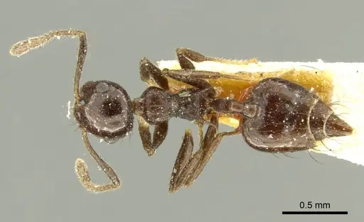 Crematogaster nigropilosa specimen CASENT0919704 image casent0919704_1