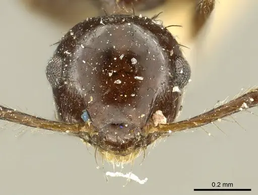 Crematogaster nigropilosa specimen CASENT0919704 image casent0919704_2