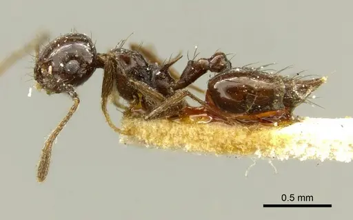 Crematogaster nigropilosa specimen CASENT0919704 image casent0919704_3