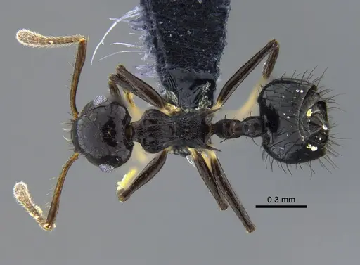 Crematogaster nigropilosa specimen CBUMAGENT41940 image cbumagent41940_1