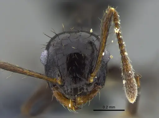 Crematogaster nigropilosa specimen CBUMAGENT41940 image cbumagent41940_2