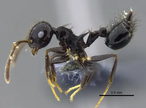 Crematogaster nigropilosa specimen CBUMAGENT41940 image cbumagent41940_3