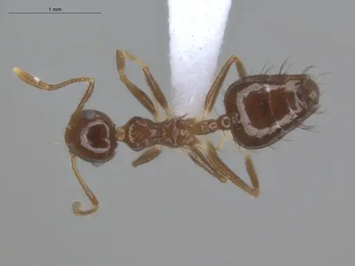 Crematogaster nigropilosa specimen ECOFOG-CSG15-0054-14 image ecofog-csg15-0054-14_1