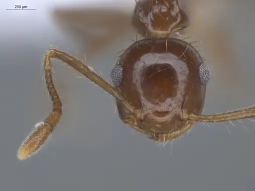 Crematogaster nigropilosa specimen ECOFOG-CSG15-0054-14 image ecofog-csg15-0054-14_2