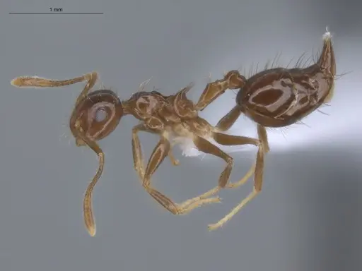 Crematogaster nigropilosa specimen ECOFOG-CSG15-0054-14 image ecofog-csg15-0054-14_3