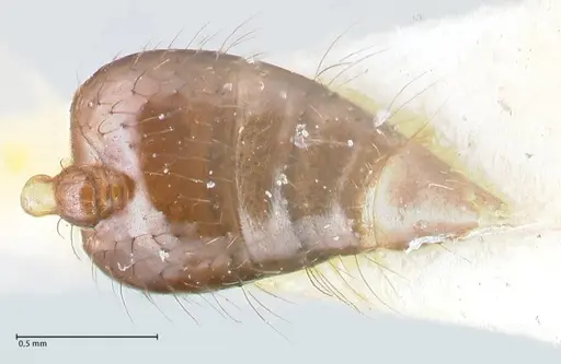 Crematogaster nigropilosa specimen FOCOL1630 image focol1630_1