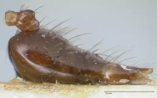 Crematogaster nigropilosa specimen FOCOL1630 image focol1630_2