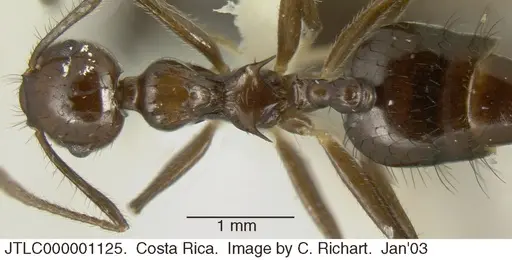 Crematogaster nigropilosa specimen JTLC000001125 image jtlc000001125_1