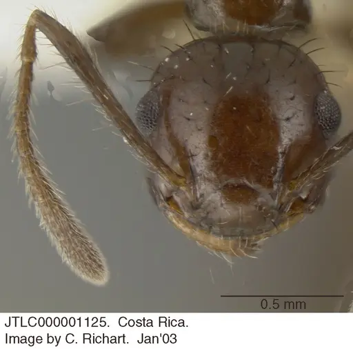 Crematogaster nigropilosa specimen JTLC000001125 image jtlc000001125_2