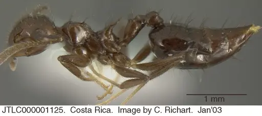 Crematogaster nigropilosa specimen JTLC000001125 image jtlc000001125_3