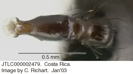 Crematogaster nigropilosa specimen JTLC000002479 image jtlc000002479_1